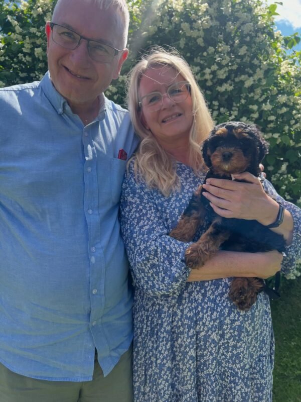 cavoodle for sale queensland